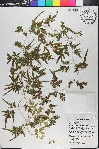 Lygodium japonicum image