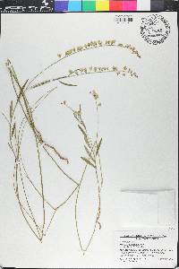 Asemeia grandiflora image