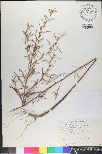 Ludwigia linearis image