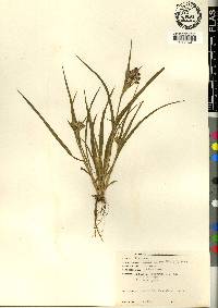 Luzula bulbosa image