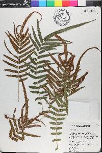 Pteris vittata image