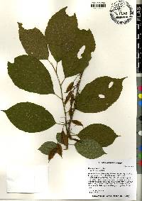 Halesia diptera image