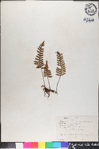 Polypodium polypodioides image