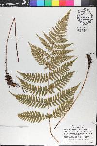 Dryopteris erythrosora image