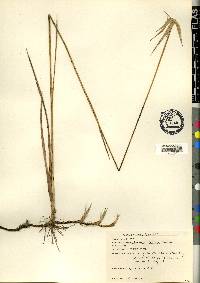 Dichromena latifolia image