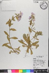 Phlox drummondii image