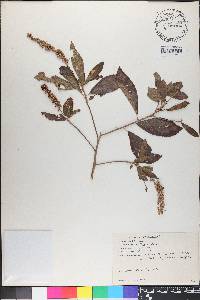 Clethra alnifolia image