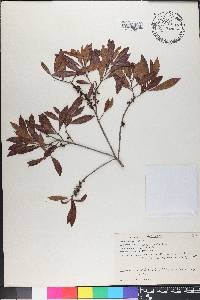 Myrica cerifera image