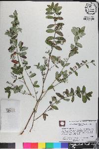 Chamaesyce hyssopifolia image