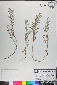 Crocanthemum rosmarinifolium image