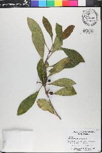 Osmanthus americanus image