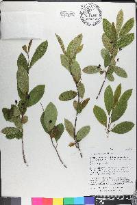 Nyssa biflora image