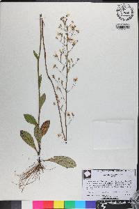 Hieracium gronovii image