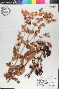 Eriogonum tomentosum image