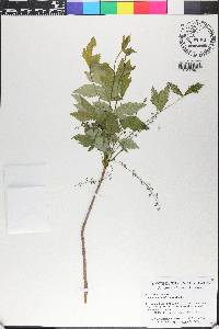 Xanthorhiza simplicissima image