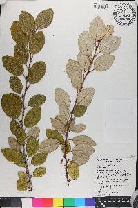 Elaeagnus pungens image