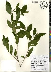 Ditrysinia fruticosa image