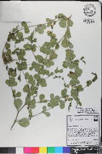 Baptisia microphylla image