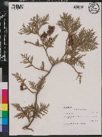 Thuja occidentalis image