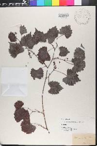 Vitis vulpina image