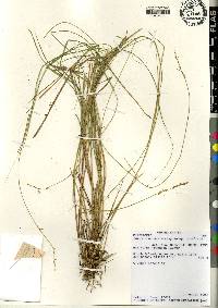 Carex echinata image