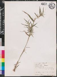 Panicum dichotomum image