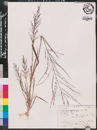 Leptochloa panicea image