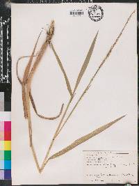 Panicum hemitomon image