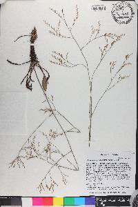 Limonium carolinianum image