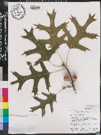 Quercus coccinea image