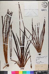 Xyris ambigua image