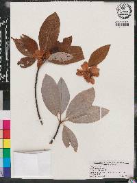 Magnolia virginiana image