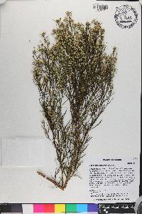 Baccharis angustifolia image