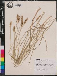 Carex aggregata image