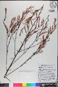 Pitcairnia paniculata image