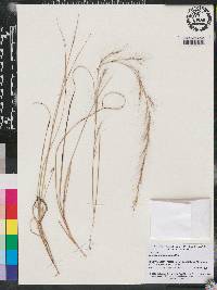 Aristida purpurascens image