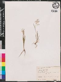 Briza minor image