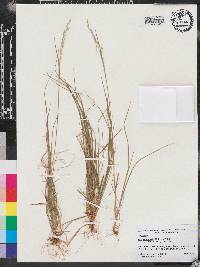 Poa autumnalis image