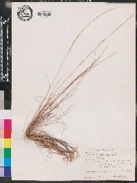 Aristida longespica image