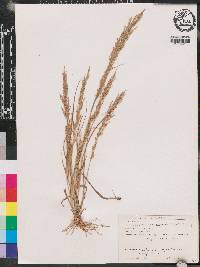 Eragrostis japonica image