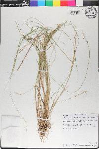 Carex echinata image