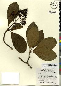 Viburnum odoratissimum image