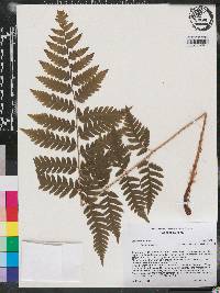 Dryopteris celsa image