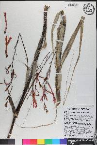 Pitcairnia paniculata image