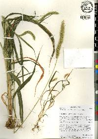 Setaria viridis var. major image