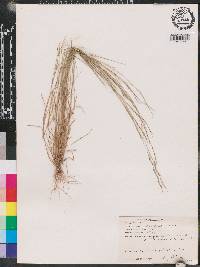 Aristida dichotoma image