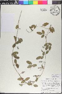Galactia regularis image