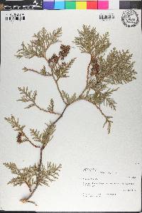 Thuja occidentalis image