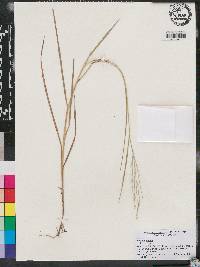 Panicum repens image