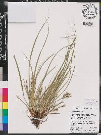 Carex secalina image